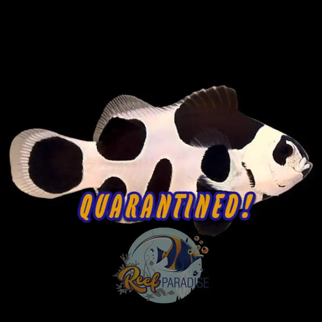 Black Storm Clownfish