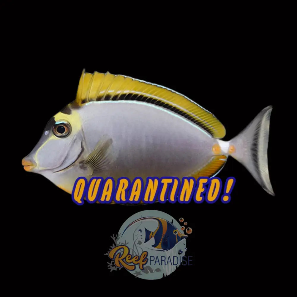 Blonde Naso Tang (Adult) (Large)
