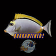 Blonde Naso Tang (Adult) (Medium)