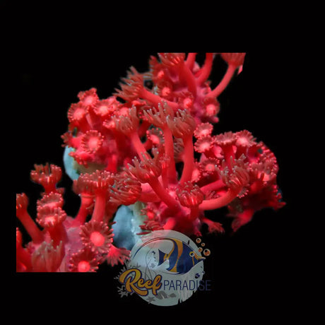 Bloody Marry Goniopora (Free Shipping)