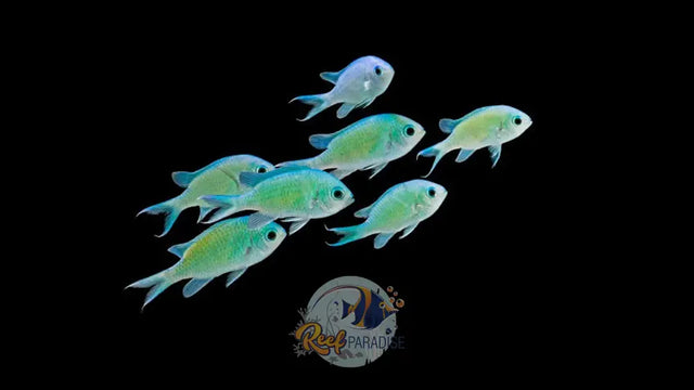 Blue Green Chromis (Uronmea Treated 14 Days)