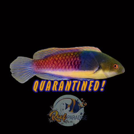 Yellow Flanked Fairy Wrasse