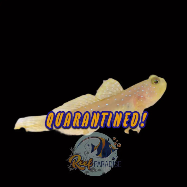 Captive Bred Blue Spot Watchamn Goby