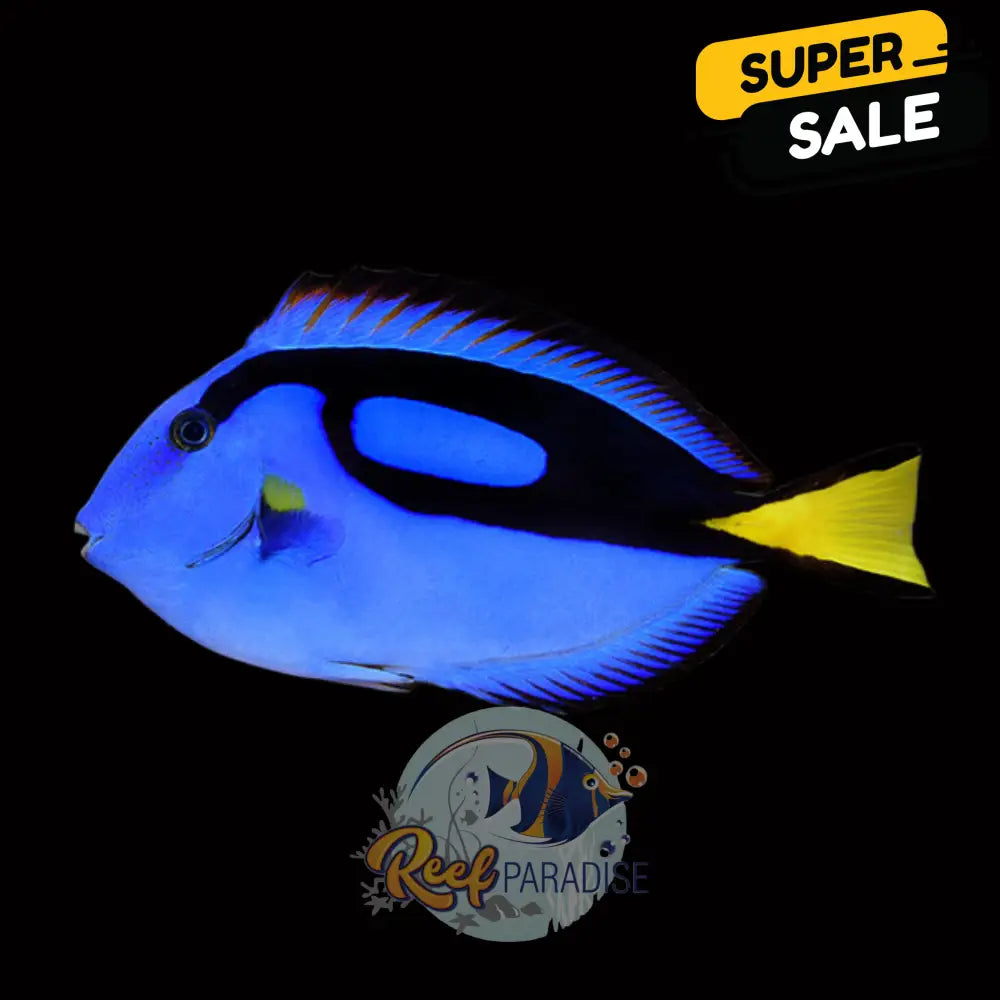 Blue Tang (Captive Bred)