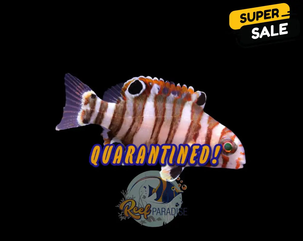Captive Bred Australian Harlequin Tusk