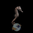 Captive Bred Erectus Seahorse (LOCALLY BRED)