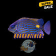Captive Bred Gold Lined Rabbitfish