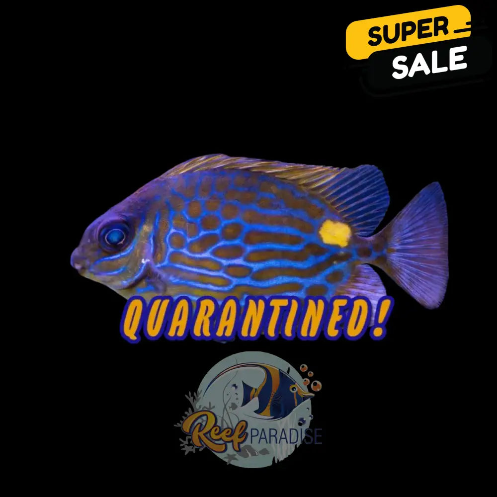 Captive Bred Gold Lined Rabbitfish