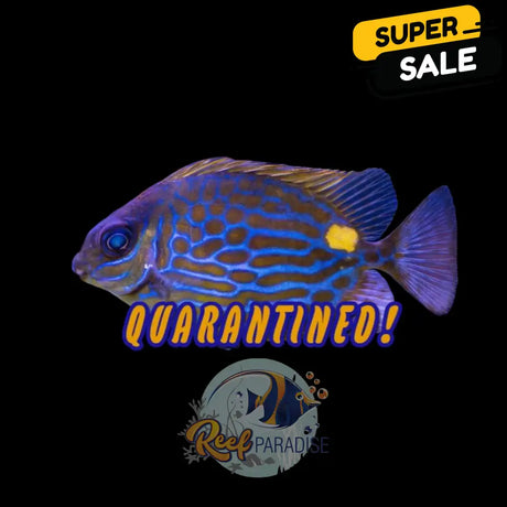 Captive Bred Gold Lined Rabbitfish