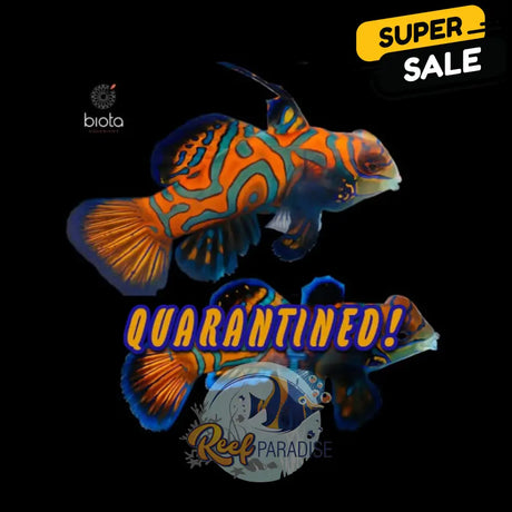 Captive Bred Mandarin Goby *EATS FROZEN FOODS*