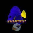 Captive Bred Purple Tang