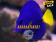 Purple Tang Small