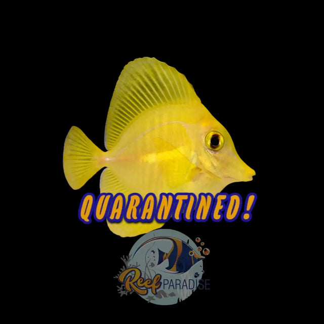 Captive Bred Yellow Tang