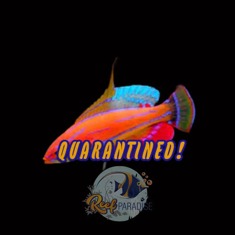 Carpenters Wrasse