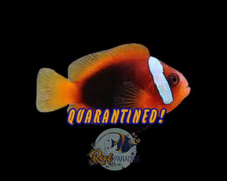 Cinnamon Clownfish Large
