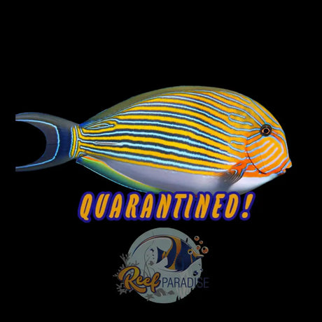 Clown Tang Show Size