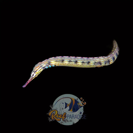 Dragon Face Pipefish