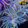 Dragon Tamer Torch (Aquacultured 2 + Years)