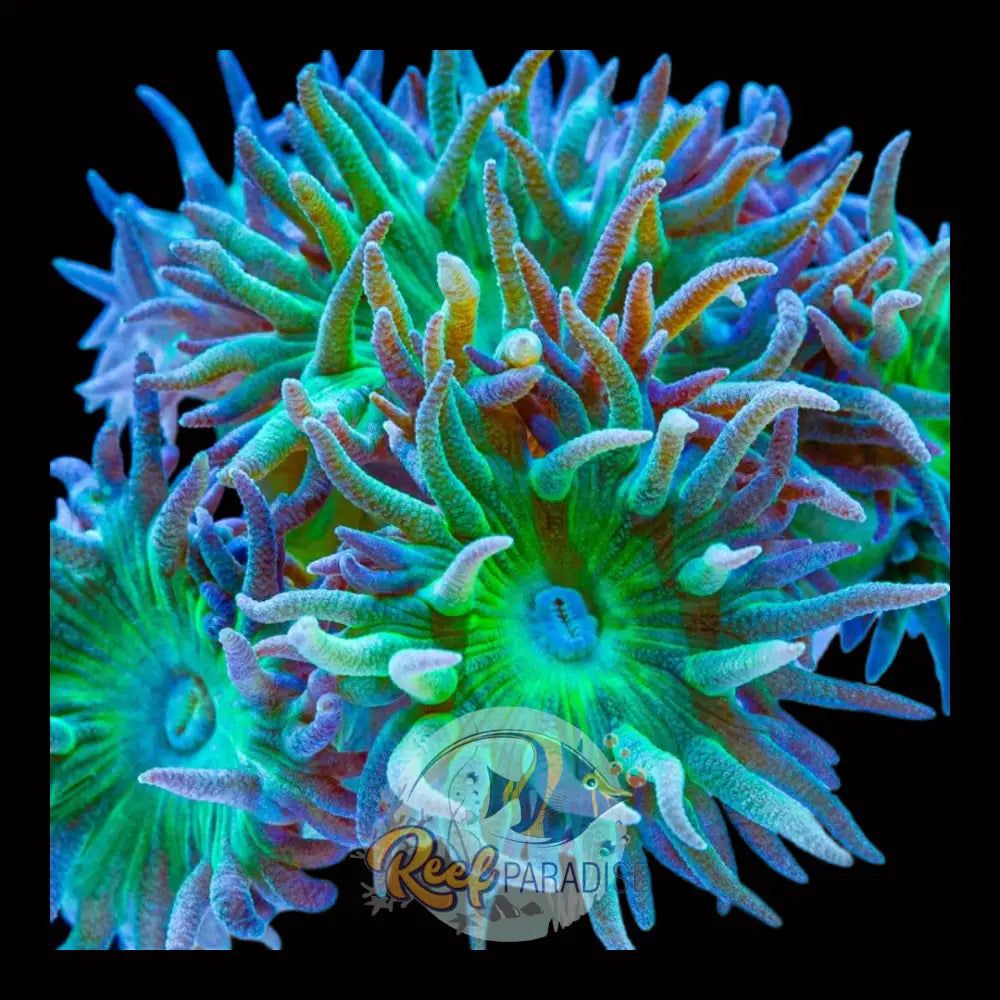 Duncan Coral (Per Head)