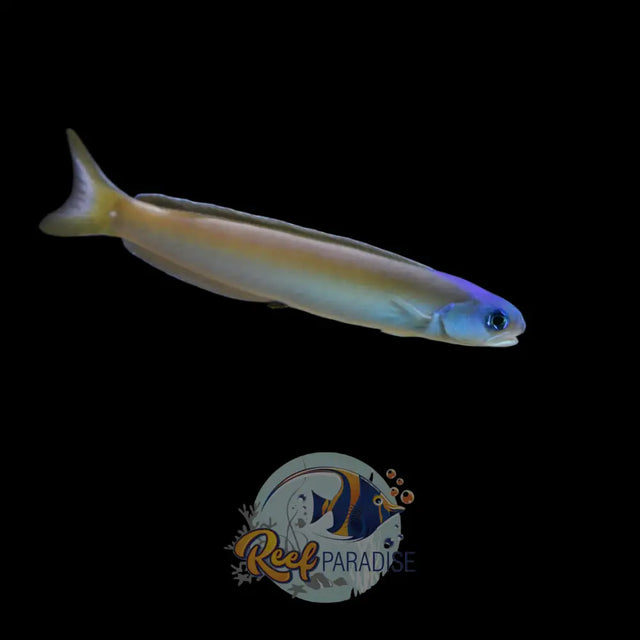 Dusky Tilefish