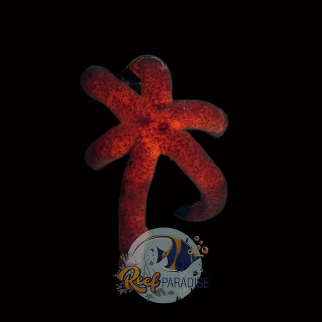 Echinastrea Starfish