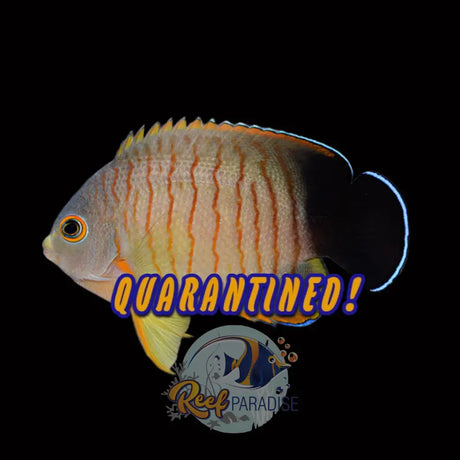 Eibli Angelfish
