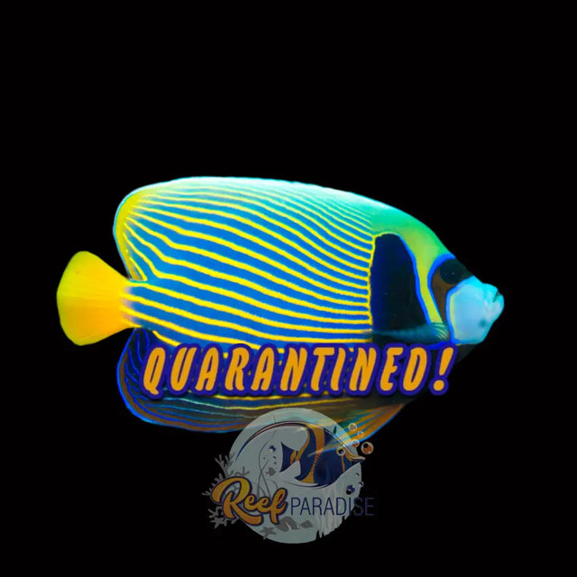 Emperor Angelfish (Adult)