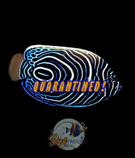 Emperor Angelfish Juv Colour Large