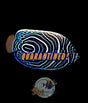 Emperor Angelfish Juv Colour Large