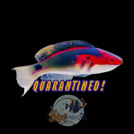 Exquisite Wrasse