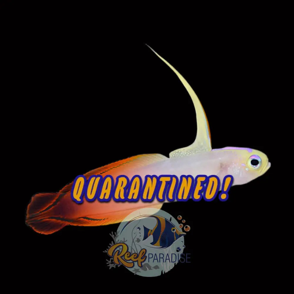 Fire Goby