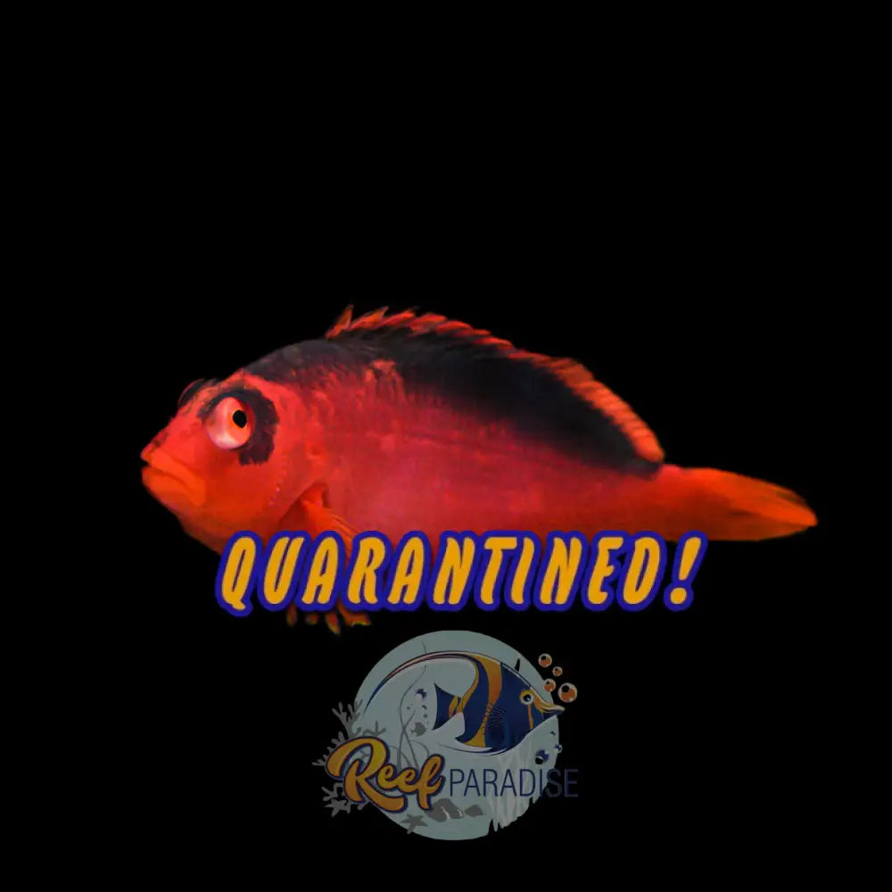 Flame Hawkfish