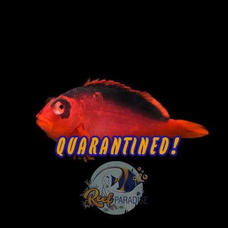 Flame Hawkfish