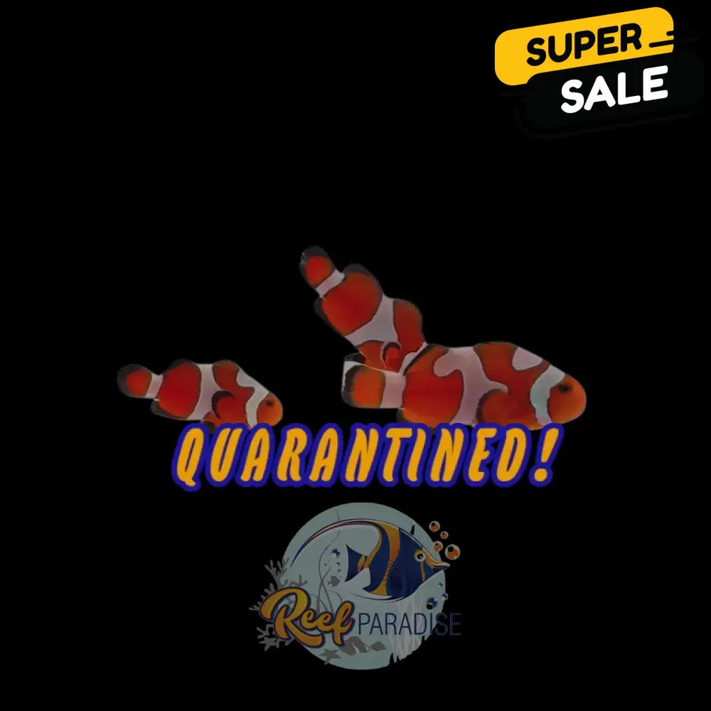 Gladiator Davinci Clownfish