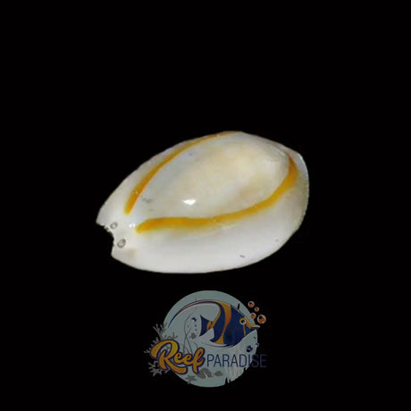 Gold Rim Cowrie Snail