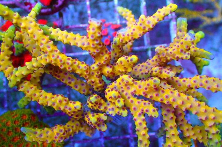 RR Golden Rod Anacropora