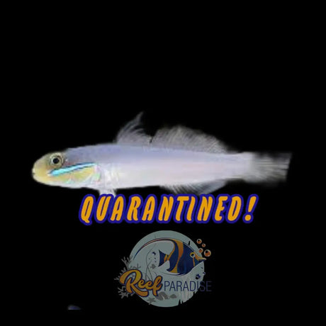 Goldhead Goby