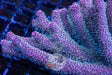 Hairy Larry Millepora