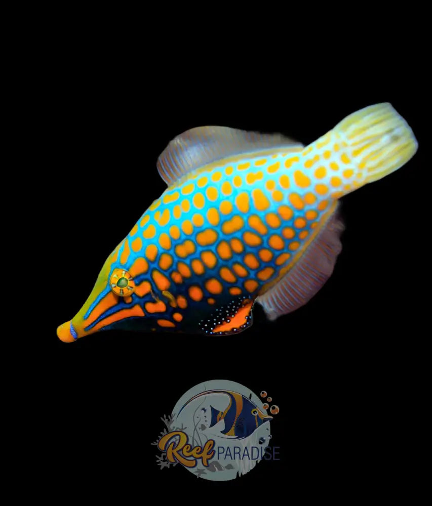 Harleqiun Filefish