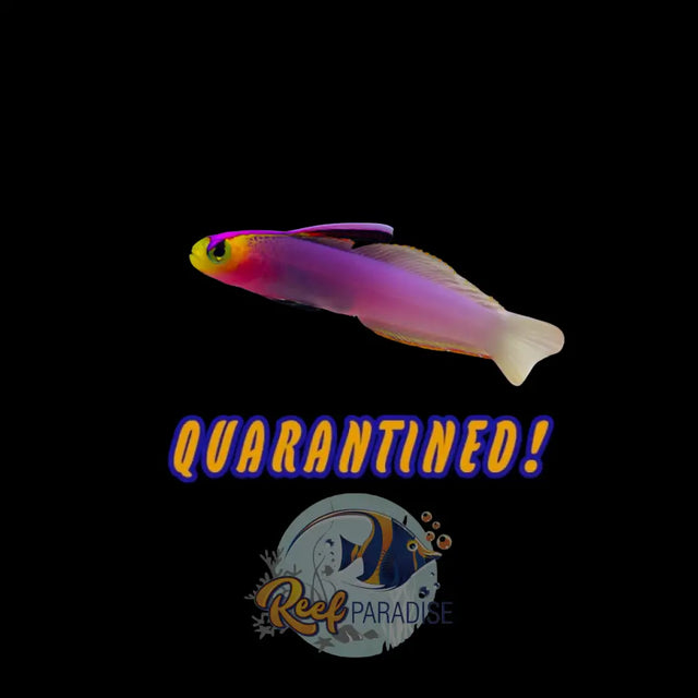 Helfrichi Fire Goby