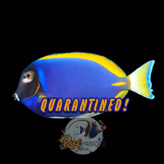 Hybrid Powder Blue Tang
