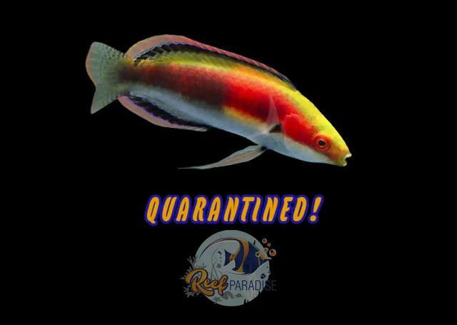 Katherin’s Wrasse