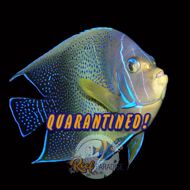 Koran Angel (Sub Adult)