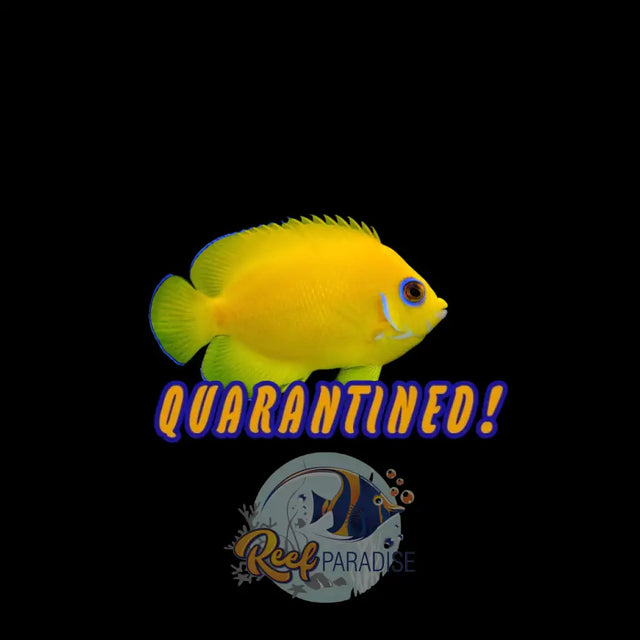 Lemonpeel Angel Fiji