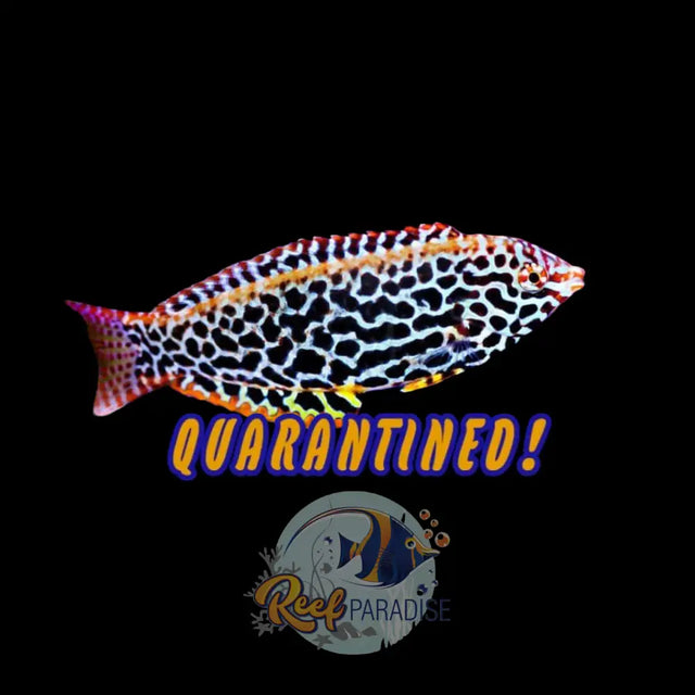 Leopard Wrasse