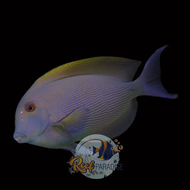 Lined Bristletooth Tang