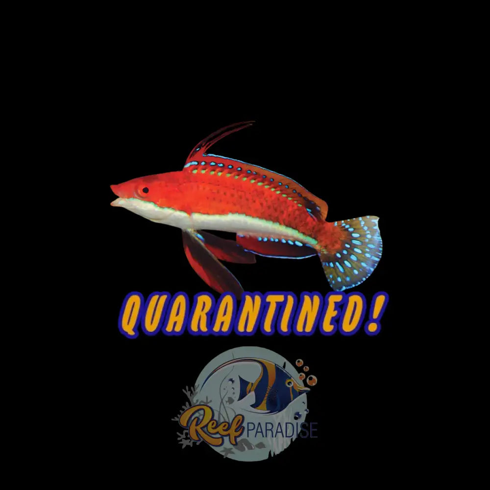 Long Fin Fairy Wrasse