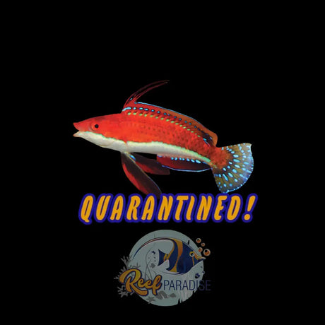 Long Fin Fairy Wrasse