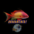 Lyretail Anthias