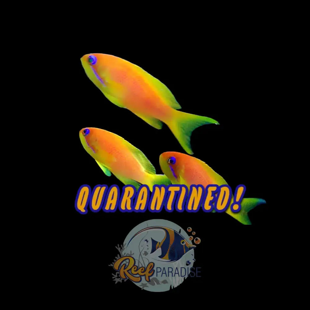 Lyretail Anthias Female